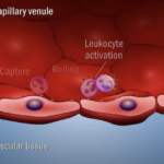 <b>Entyvio</b><br>Crohn's Disease and Ulcerative Colitis